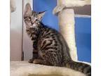 Fred, Domestic Shorthair For Adoption In Lincolnwood, Illinois