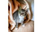 Spotlight, Domestic Shorthair For Adoption In Knoxville, Tennessee
