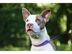 Cassie, American Staffordshire Terrier For Adoption In Raleigh, North Carolina