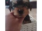 Silky Terrier Puppy for sale in Akron, OH, USA