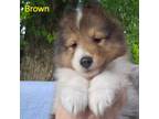 Shetland Sheepdog Puppy for sale in Leesburg, OH, USA