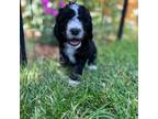 Mutt Puppy for sale in Englewood, CO, USA