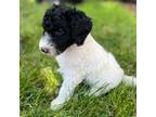 Mutt Puppy for sale in Englewood, CO, USA