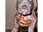 Cane Corso Puppy for sale in Wilkes Barre, PA, USA