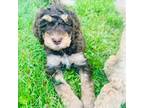 Mutt Puppy for sale in Richville, NY, USA