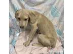 Adopt KAY a Labrador Retriever, Cane Corso