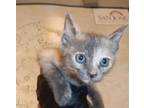 Adopt TRICYCLE a Domestic Short Hair