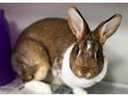 Adopt COCO a Bunny Rabbit