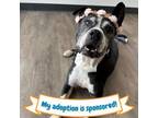 Adopt Indi a Pit Bull Terrier