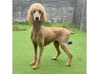 Adopt Buttercup 0853 a Poodle