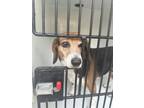 Adopt Lucy-ADOPTED a Beagle, Mixed Breed