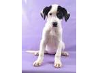 Adopt Yin a Greater Swiss Mountain Dog, Beagle