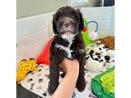 Portuguese Water Dog Puppy for sale in Brookville, OH, USA