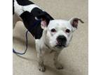 Adopt Consuelo a American Staffordshire Terrier