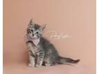 Adopt Jeanette a Tabby