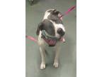 Adopt Lucille a American Staffordshire Terrier