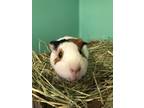 Adopt Blacky (Living w/ Sandy) a Guinea Pig