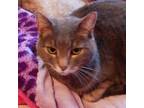 Adopt Yum Yum a Domestic Short Hair