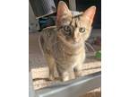 Adopt Ly-Ly a Tabby, Abyssinian