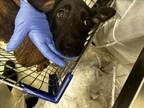Adopt SHEA a Labrador Retriever