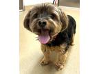 Adopt Maggie Mae a Yorkshire Terrier, Mixed Breed