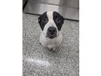 Adopt Genevieve a Pit Bull Terrier, Mixed Breed