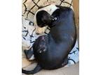 Adopt BONITA a Labrador Retriever