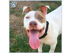 Adopt ZIPPY a Staffordshire Bull Terrier, Mixed Breed