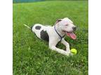 Adopt Piglet a Pit Bull Terrier, Mixed Breed