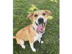 Adopt Canella a Mixed Breed