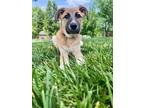 Adopt Willowbee a Collie