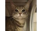Adopt Madeline a Domestic Short Hair