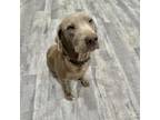Adopt Lainey 24-05-066 a Labrador Retriever