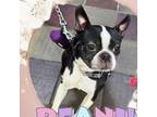 Adopt Peanut *Adoption pending* a Boston Terrier