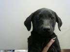 Adopt VIOLET a Labrador Retriever, Mixed Breed