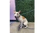 Adopt 56128467 a Bull Terrier, Mixed Breed