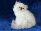 Persian Himalayan Male Kitten