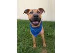 Adopt Charlie a Terrier, Mixed Breed