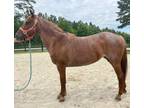 Red roan mare