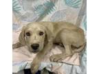Adopt O'GRADY a Labrador Retriever, Cane Corso
