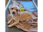 Adopt Rocky Road a Mixed Breed