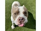 Adopt Myles a American Staffordshire Terrier