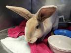Adopt HARRISON* a Bunny Rabbit, Rex