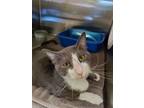 Adopt TOMMY a Domestic Short Hair