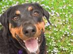 Adopt WINCHESTER a Rottweiler, Mixed Breed