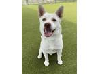 Adopt COOKIE a Siberian Husky, Mixed Breed