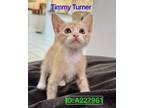 Adopt TIMMY TURNER a Domestic Short Hair
