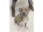 Adopt Hunky Man a Pit Bull Terrier, Mixed Breed