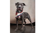 Adopt Javi a Pit Bull Terrier, Mixed Breed