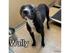 Adopt WALLY a Mixed Breed